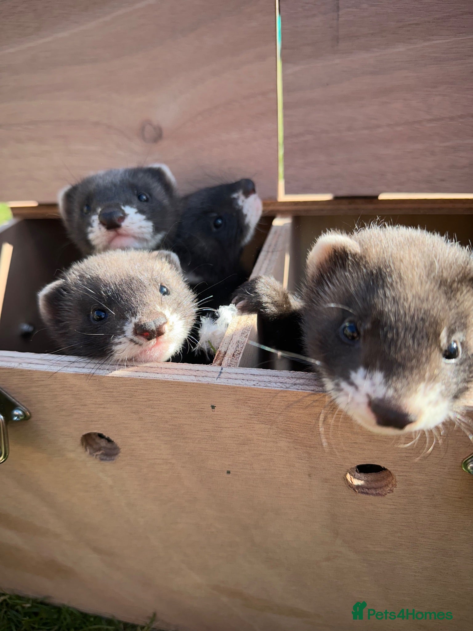 Ferret rodents Ferret kits  - Advert 1