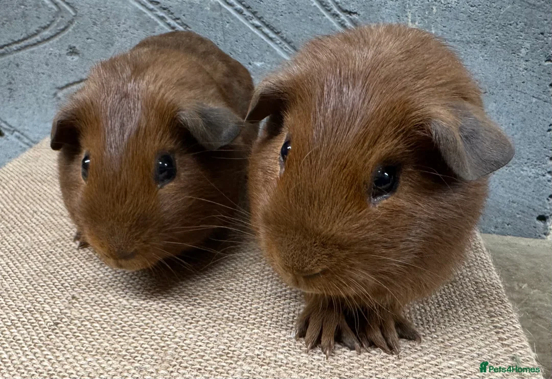 Guinea Pig rodents for sale: Young bonded boy guinea pigs for sale - Advert 1