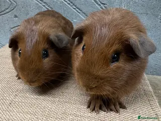 Guinea Pig rodents Young bonded boy guinea pigs for sale - Advert 5