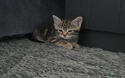 Mixed Breed cats for sale: Kittens  - Image 10