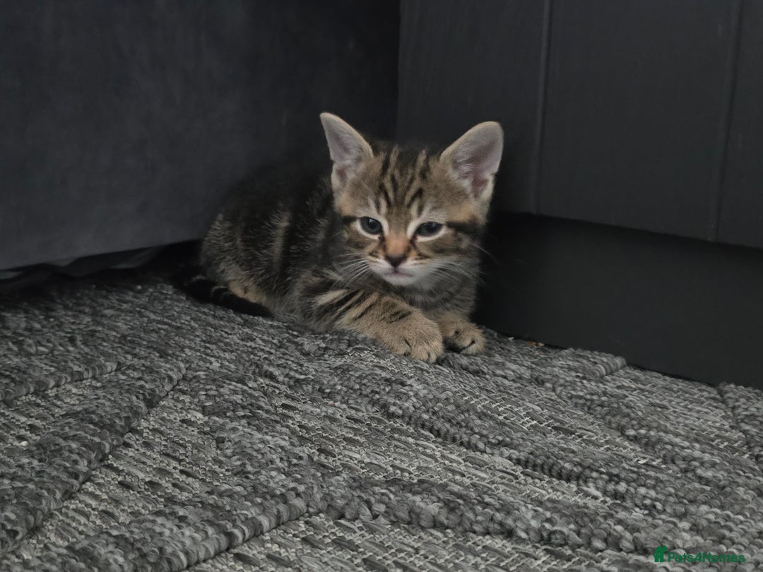 Mixed Breed cats for sale: Kittens  - Image 10