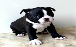 Boston Terrier dogs for sale: Boston Terrier pups for sale Scotland - Image 6