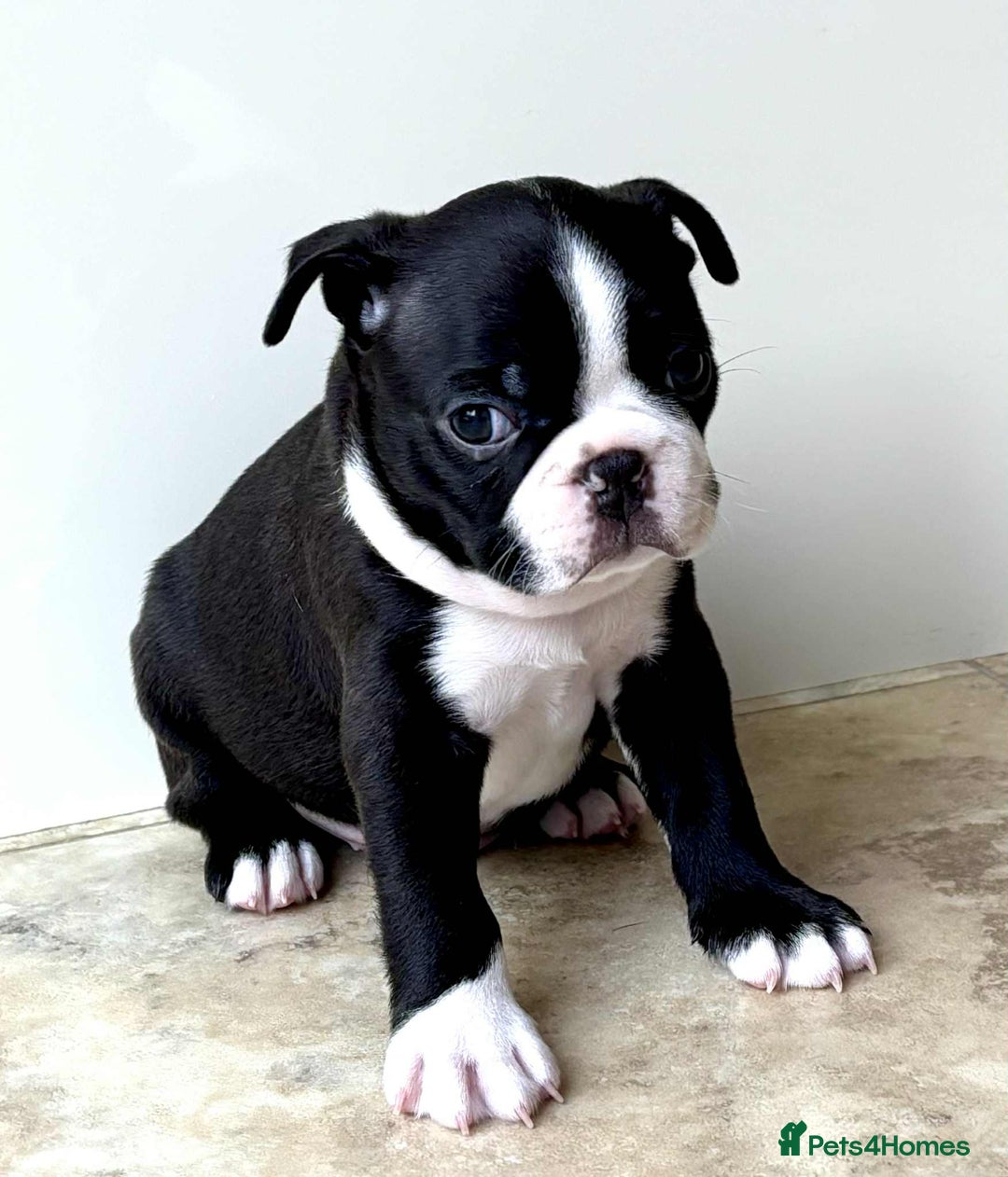 Boston Terrier dogs for sale: Boston Terrier pups for sale Scotland - Image 6
