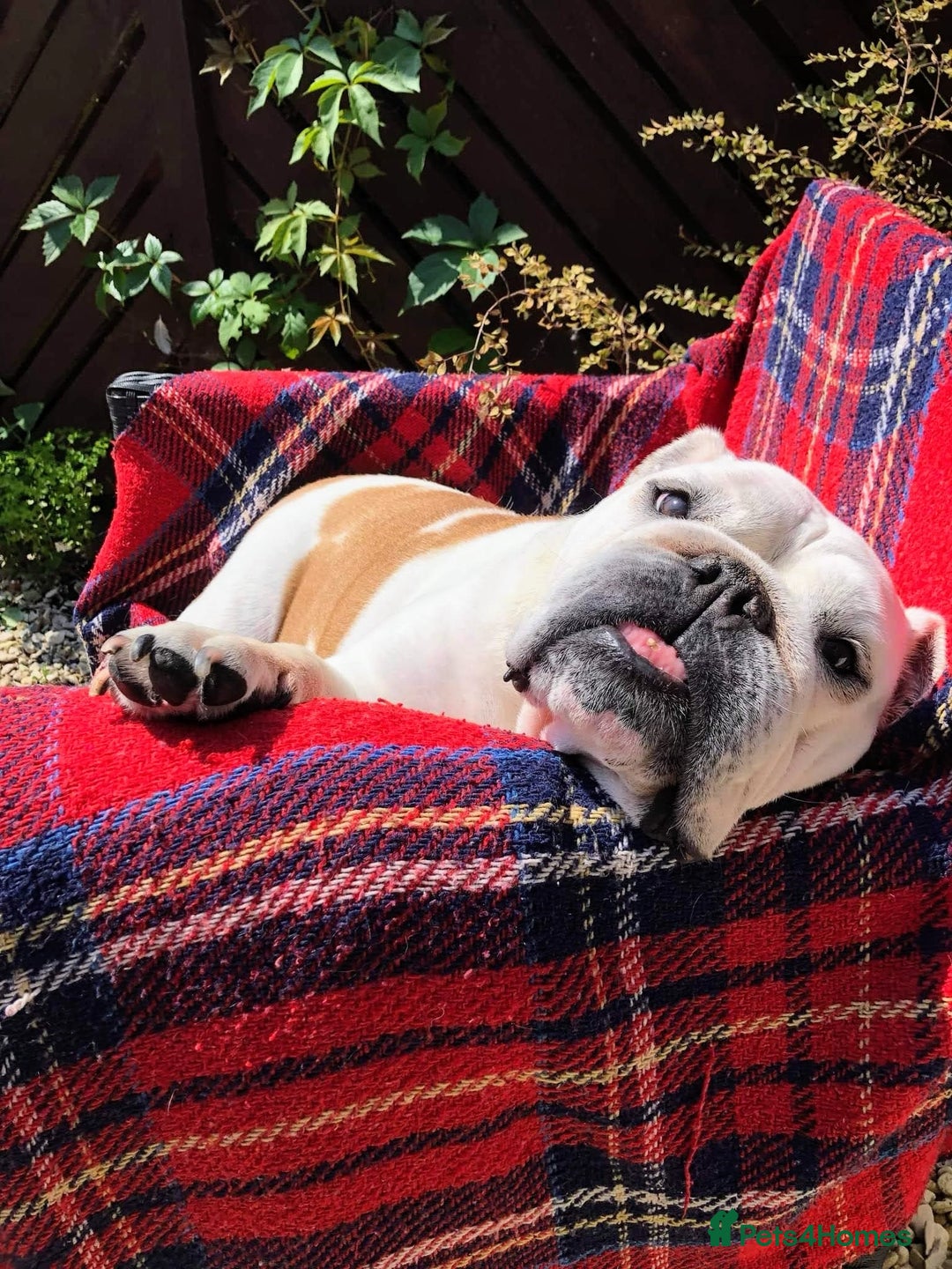 English Bulldog dogs for sale: English Bulldog Looking For New Home  - Advert 2