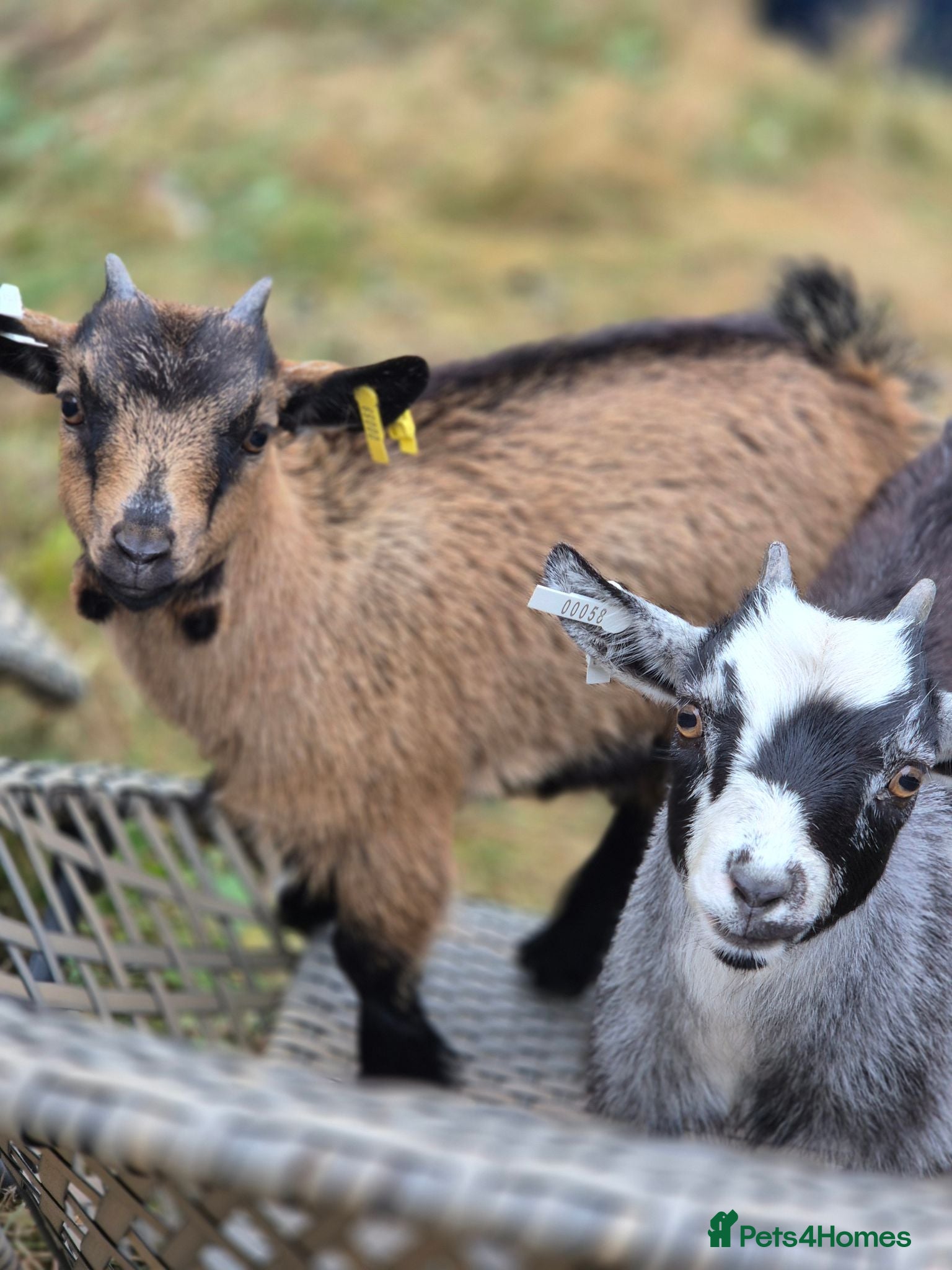 Goats livestock Two female short legged pygmy goats - Advert 4