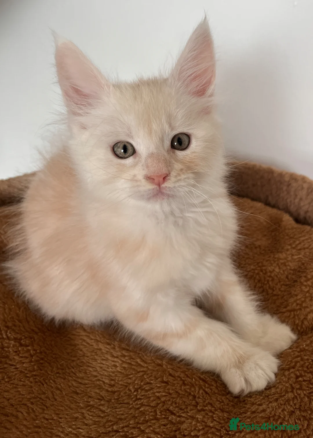 Maine Coon cats for sale: Purebred Maine coon kitten - Advert 2