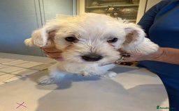West Highland Terrier dogs for sale: West Highland Terrier Puppies - Image 5