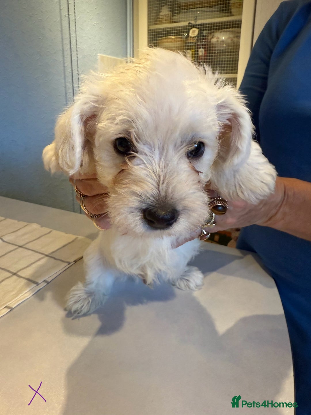West Highland Terrier dogs for sale: West Highland Terrier Puppies - Image 5