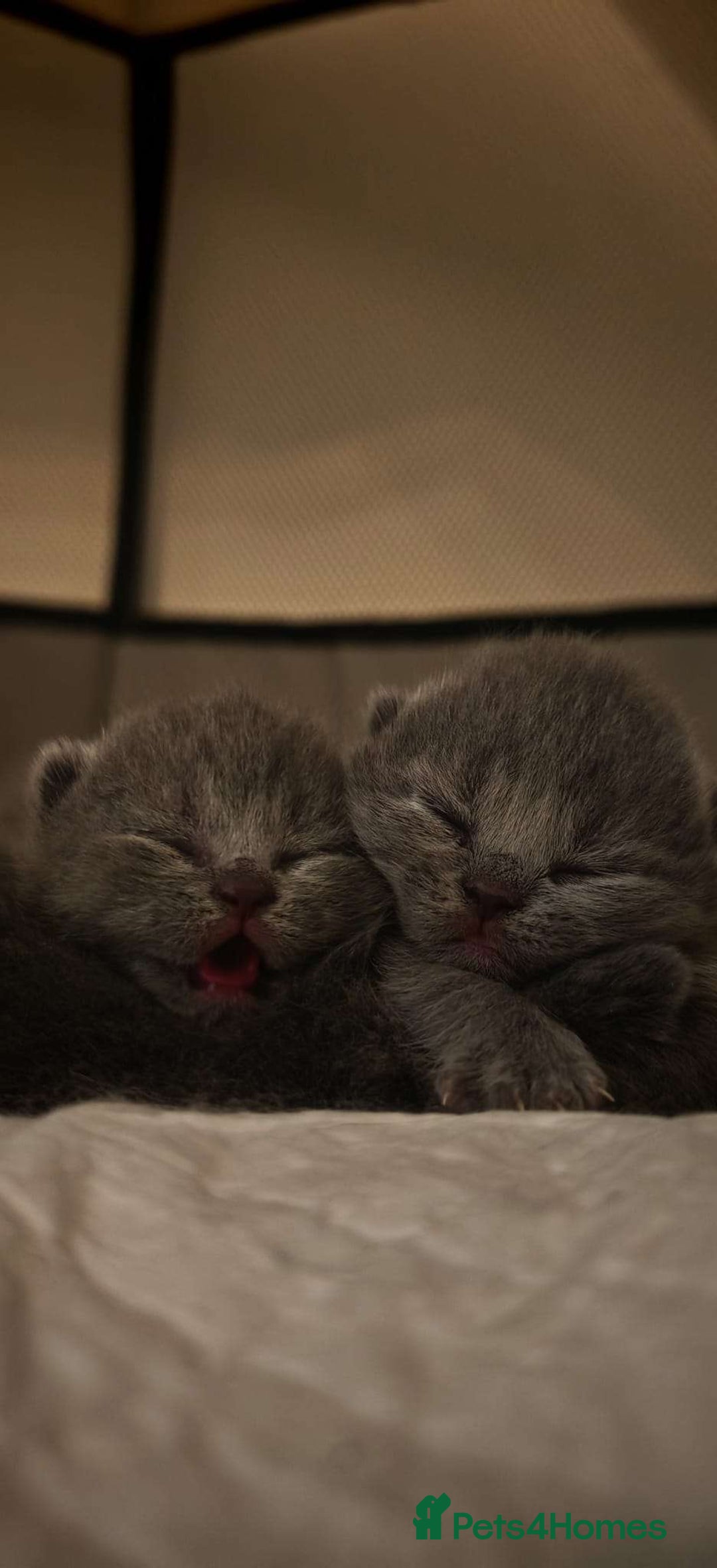 British Shorthair cats for sale: Beautiful British Shorthair kittens for sale😻😻 - Advert 1