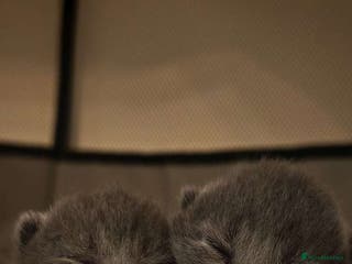 British Shorthair cats Beautiful British Shorthair kittens for sale😻😻 - Advert 2