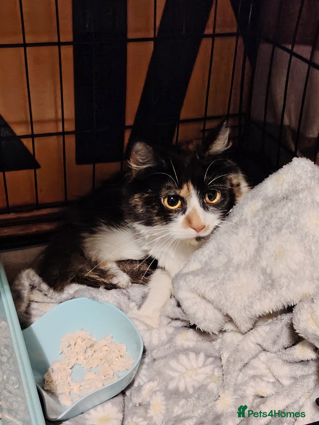 British Longhair cats for sale: Adult female cat  - Advert 3