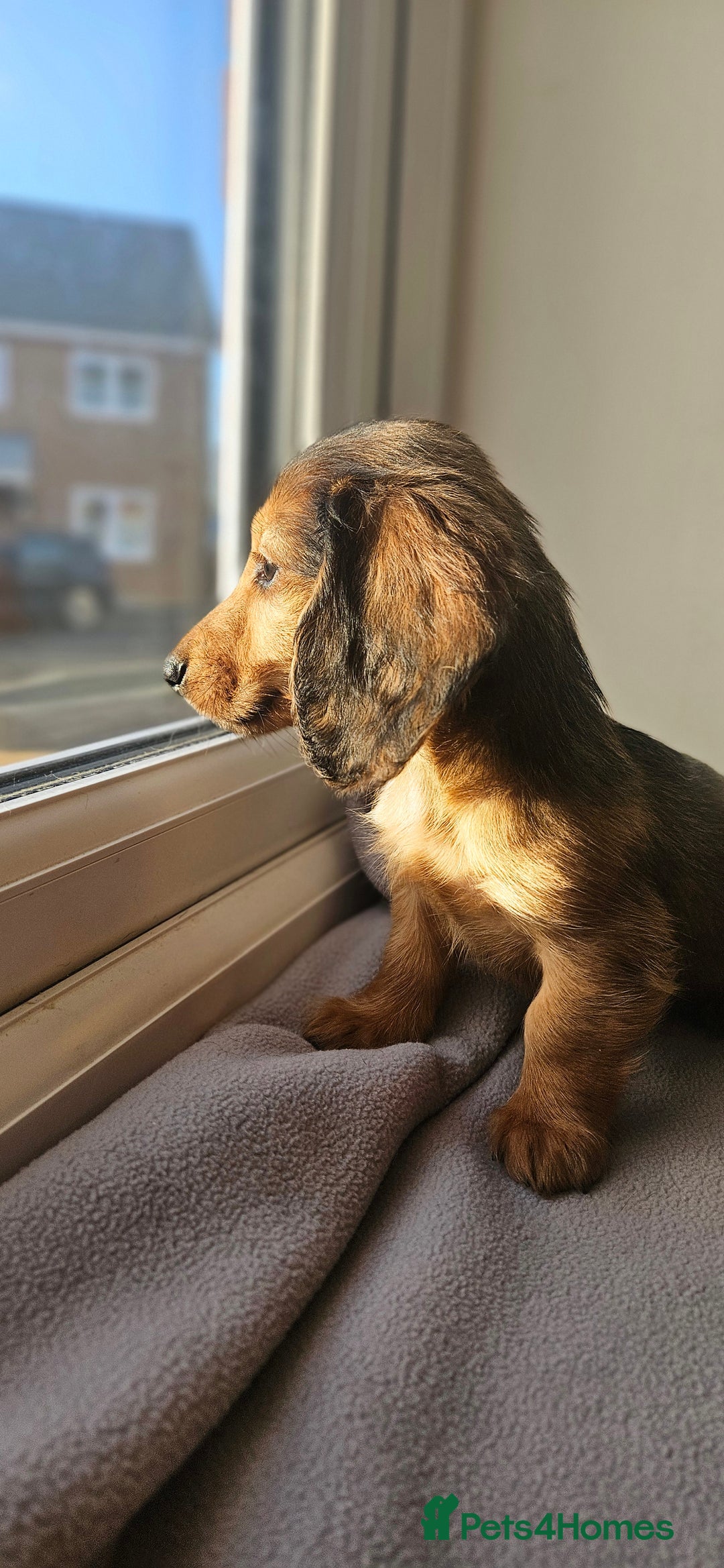 Miniature Dachshund dogs for sale: Ready now 🩵🩵🩵🩷 - Advert 32