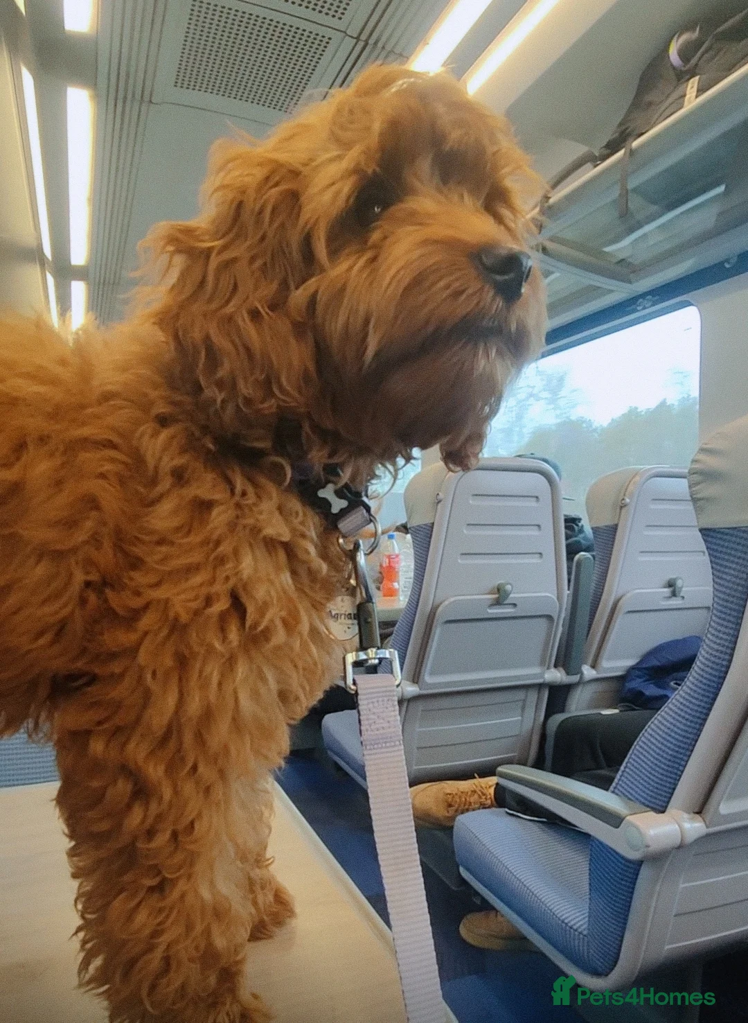 Cockapoo dogs for sale: Frankie  in Leeds - Advert 6