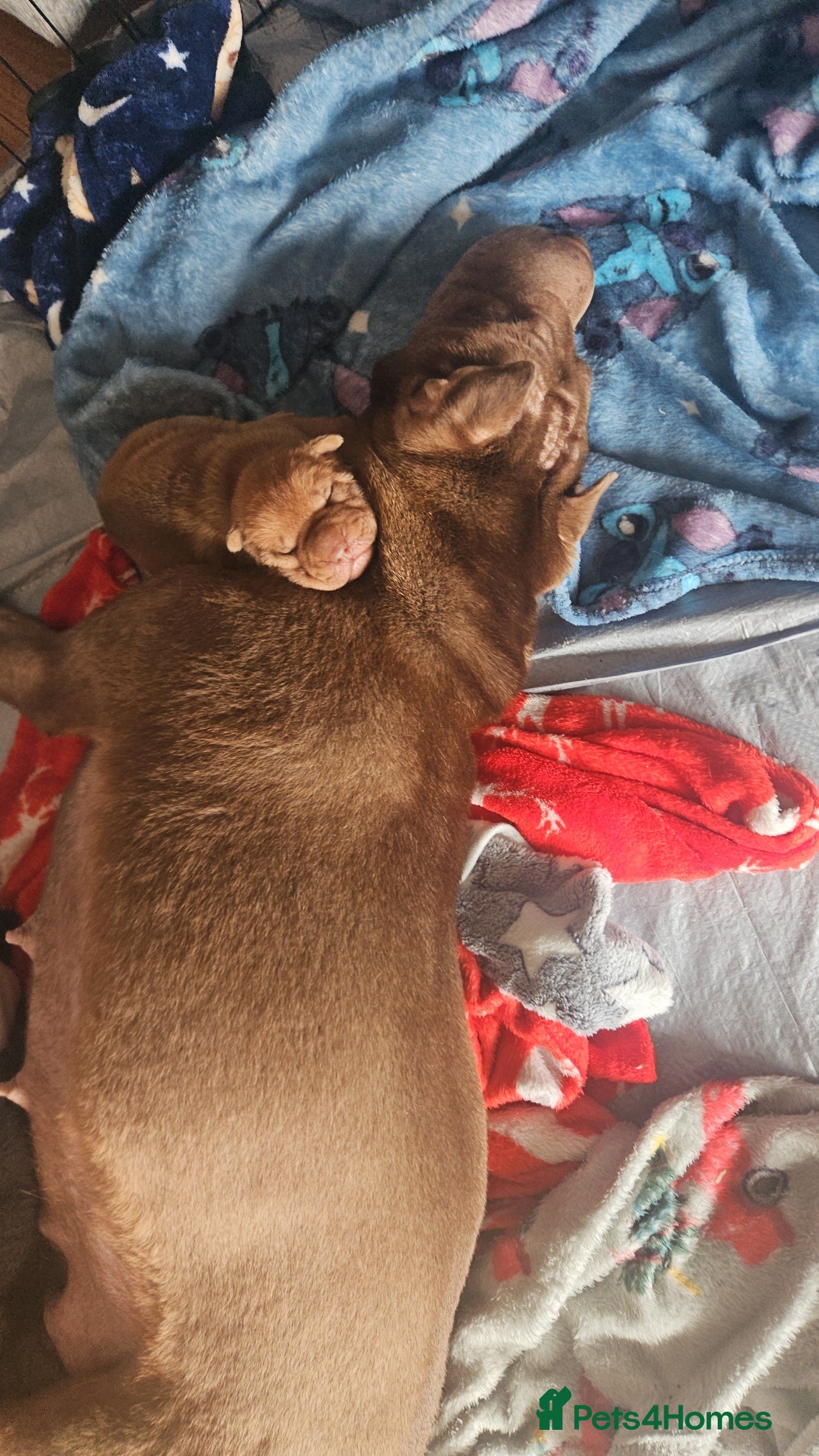 Shar Pei dogs 7 beautiful shar pei pups  - Advert 1