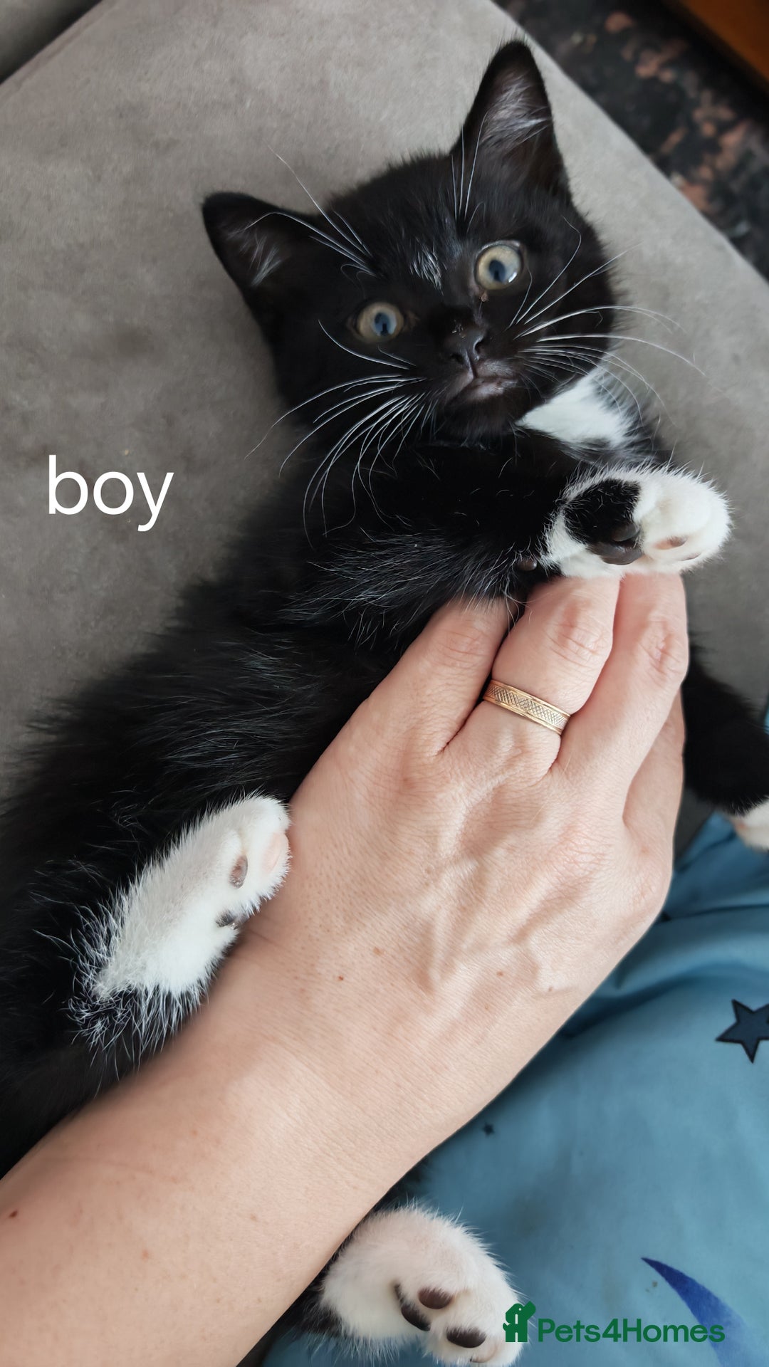 British Shorthair cats for sale:  **  under the  **  tree, Cute kittens - Advert 2