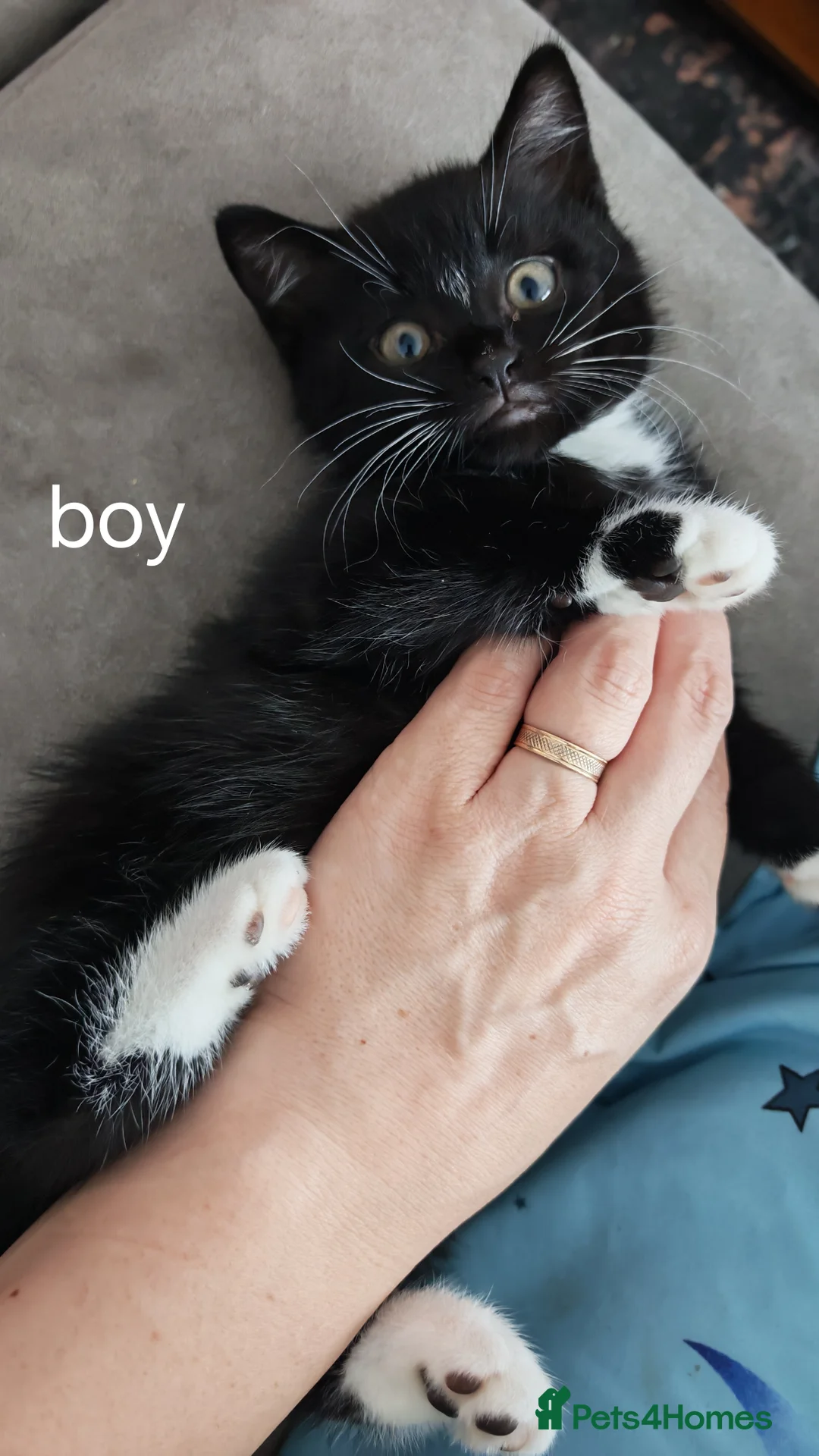 British Shorthair cats for sale:  **  under the  **  tree, Cute kittens - Advert 2