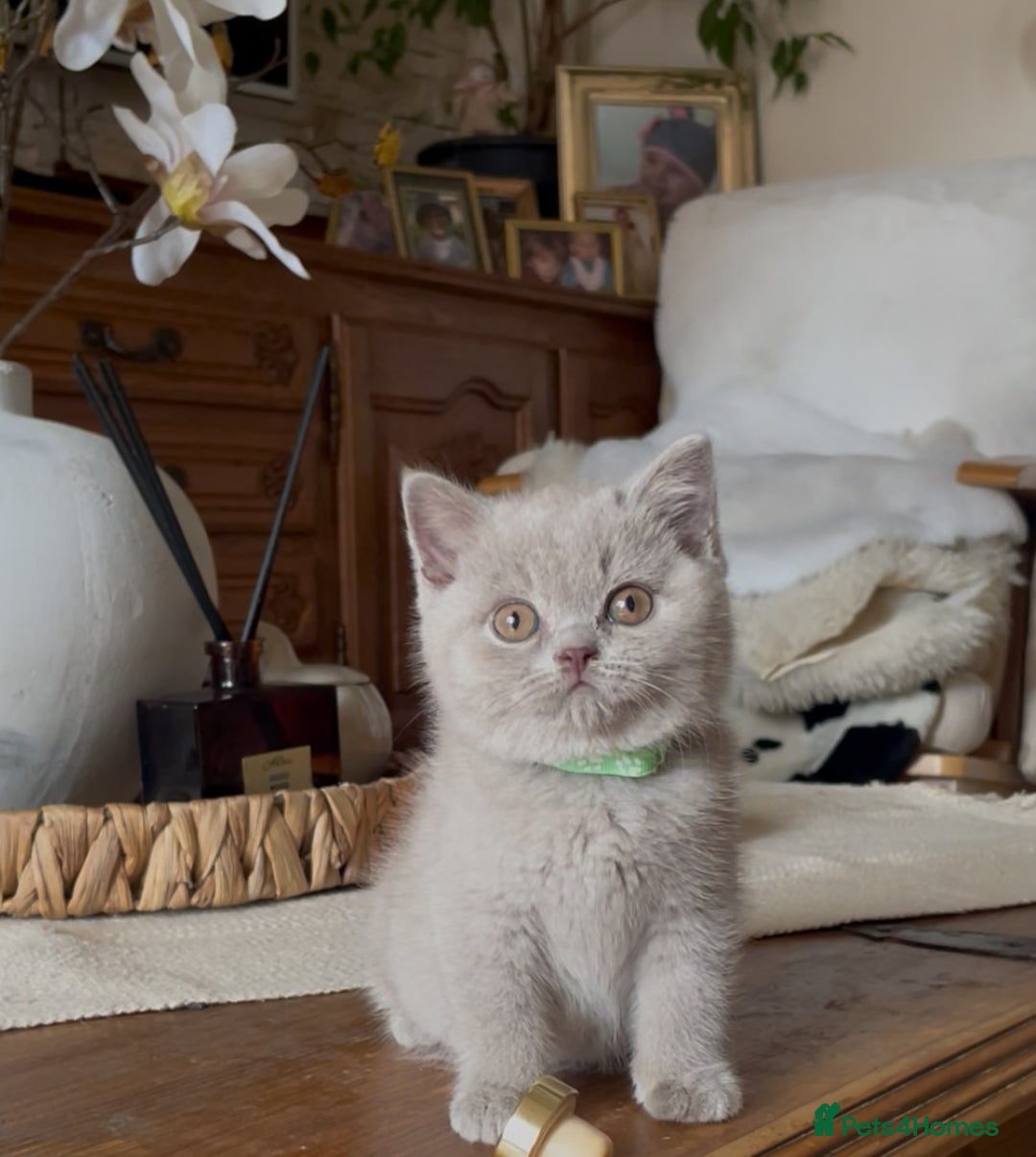 British Shorthair cats for sale: Beautiful Lilac BSH champion Line kittens - Image 31