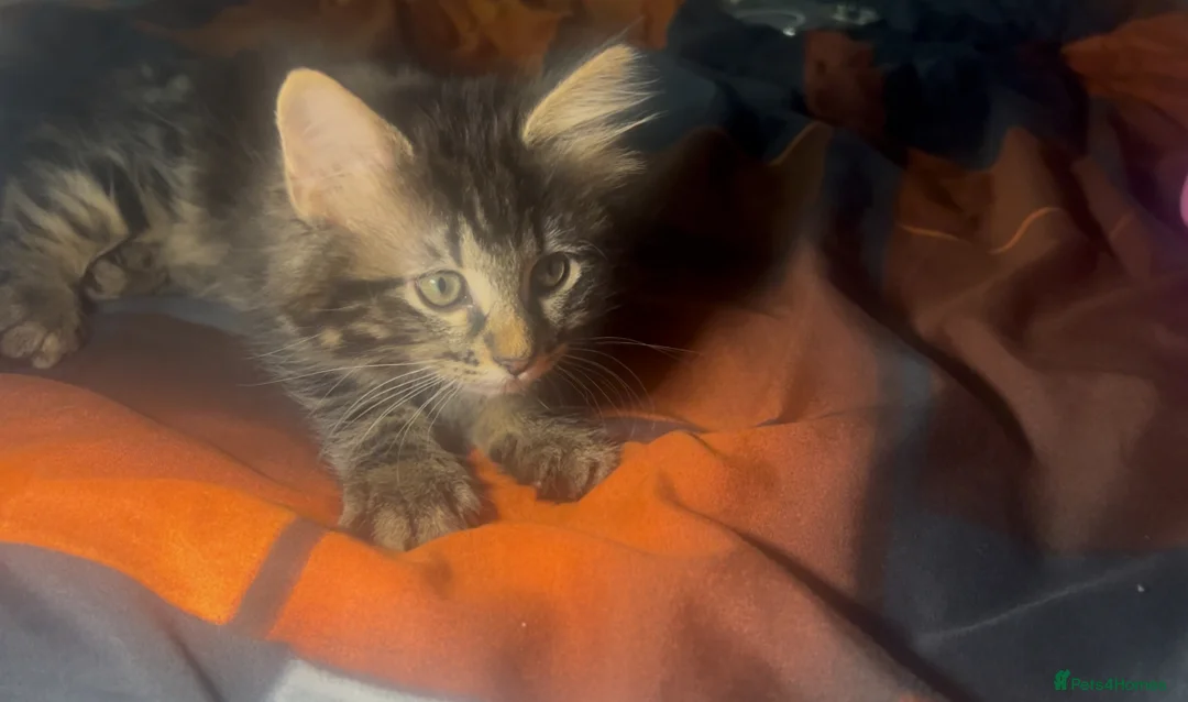 Bengal cats for sale: Half Bengal X Half Maine Coon for sale  - Advert 8