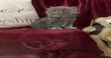 Persian cats - Advert 5