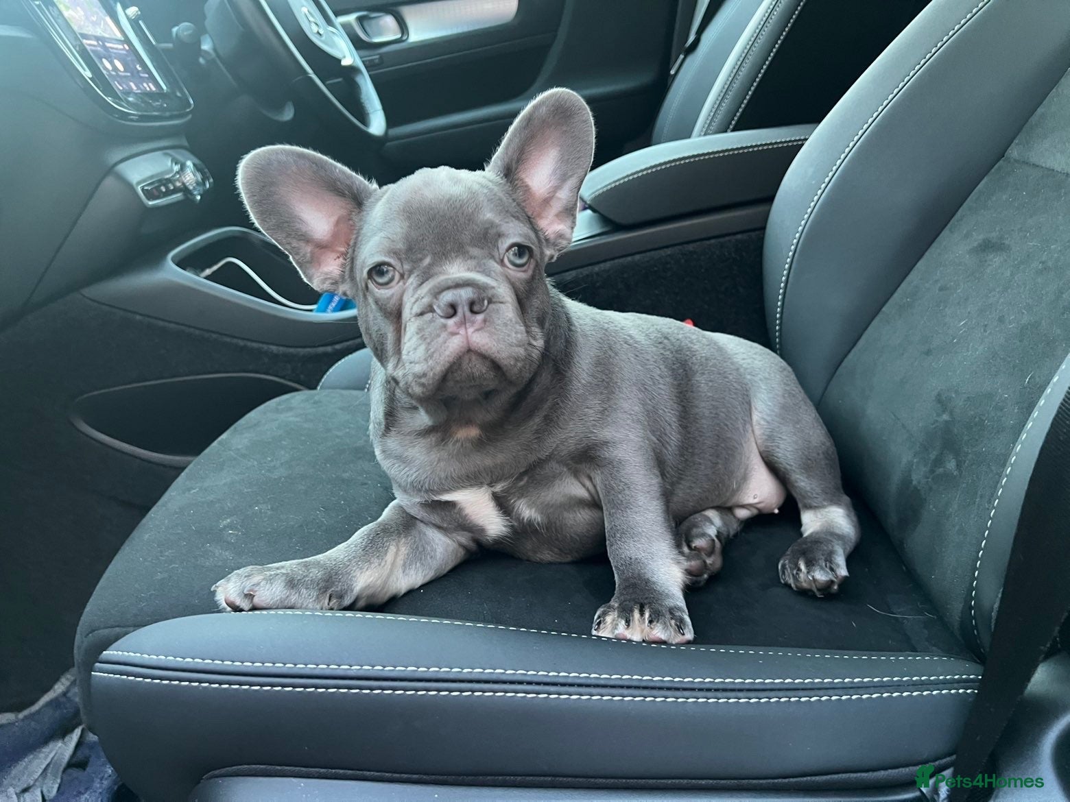 French Bulldog dogs Ready to go! Top quality French bulldogs  - Advert 6
