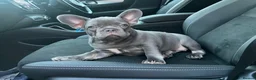 French Bulldog dogs for sale: Ready to go! Top quality French bulldogs  - Advert 1