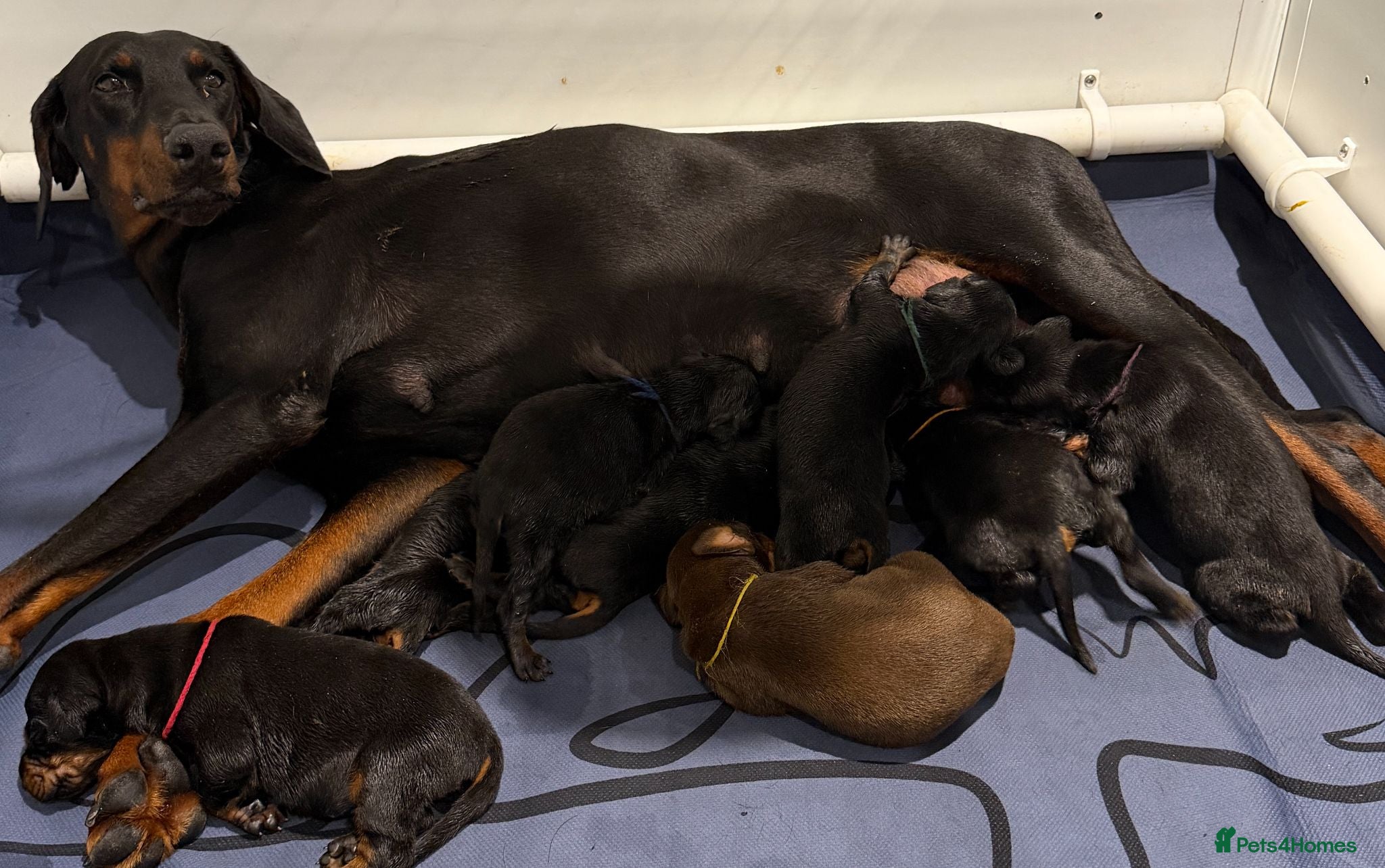 Dobermann dogs Top Quality Dobermann Puppies Available - Advert 1