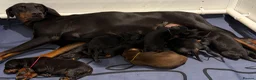 Dobermann dogs for sale: Top Quality Dobermann Puppies Available - Advert 1