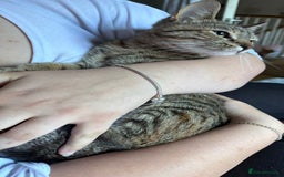 Mixed Breed cats for sale: Beautiful cat free to a good home  - Image 1