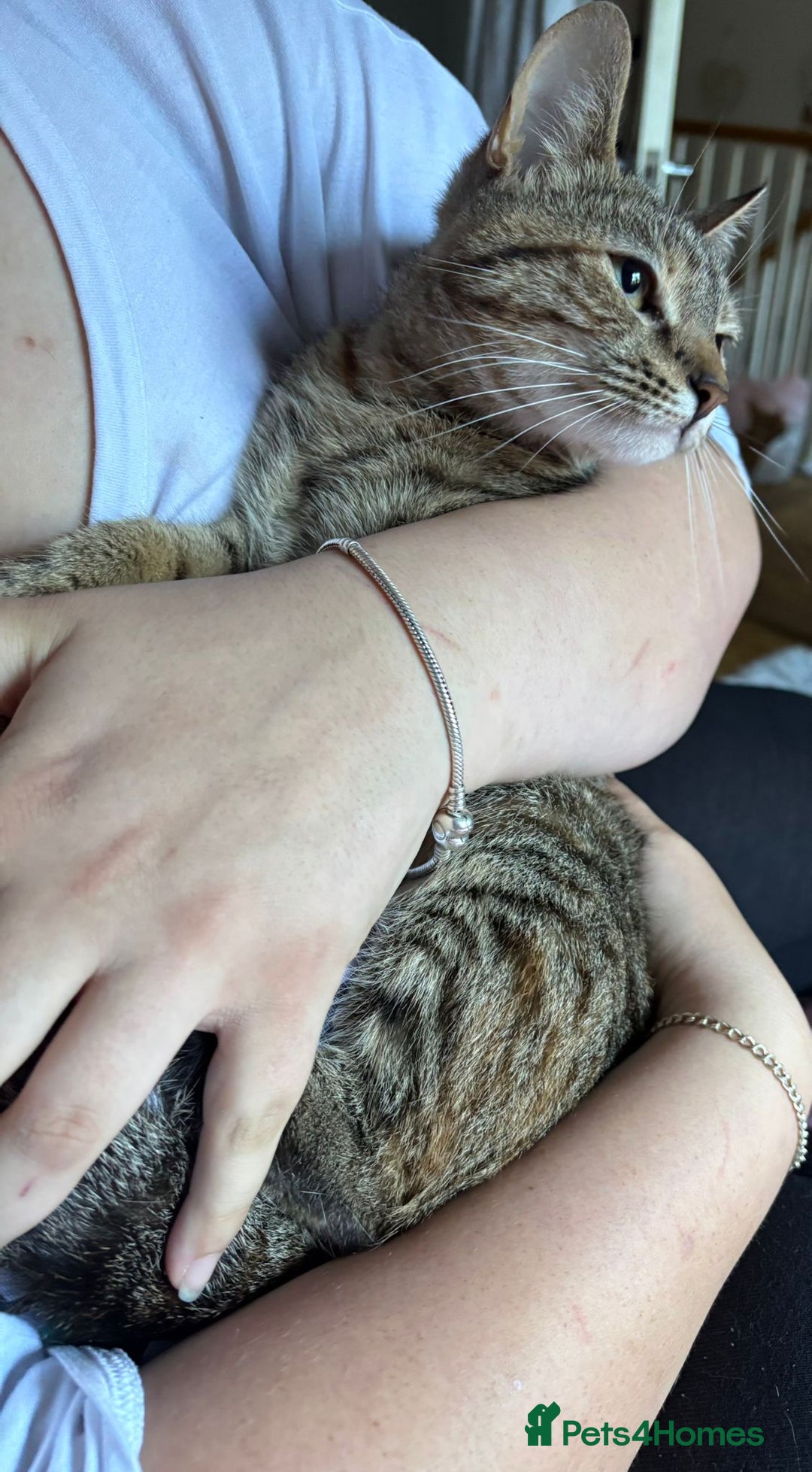 Mixed Breed cats for sale: Beautiful cat free to a good home  - Image 1