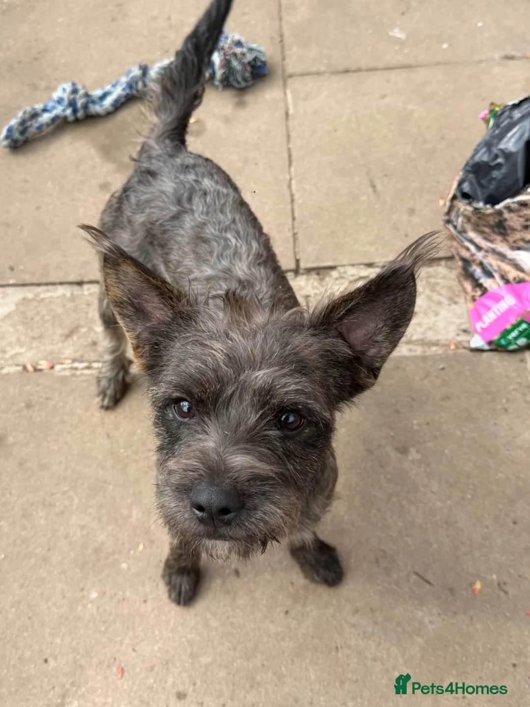 Mixed Breed dogs for sale: 🐾 Bear Looking for His Forever Home 🐾 - Advert 3