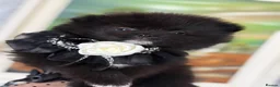 Pomeranian dogs for sale: Black, chocolate tri colour carrier girls - Advert 6