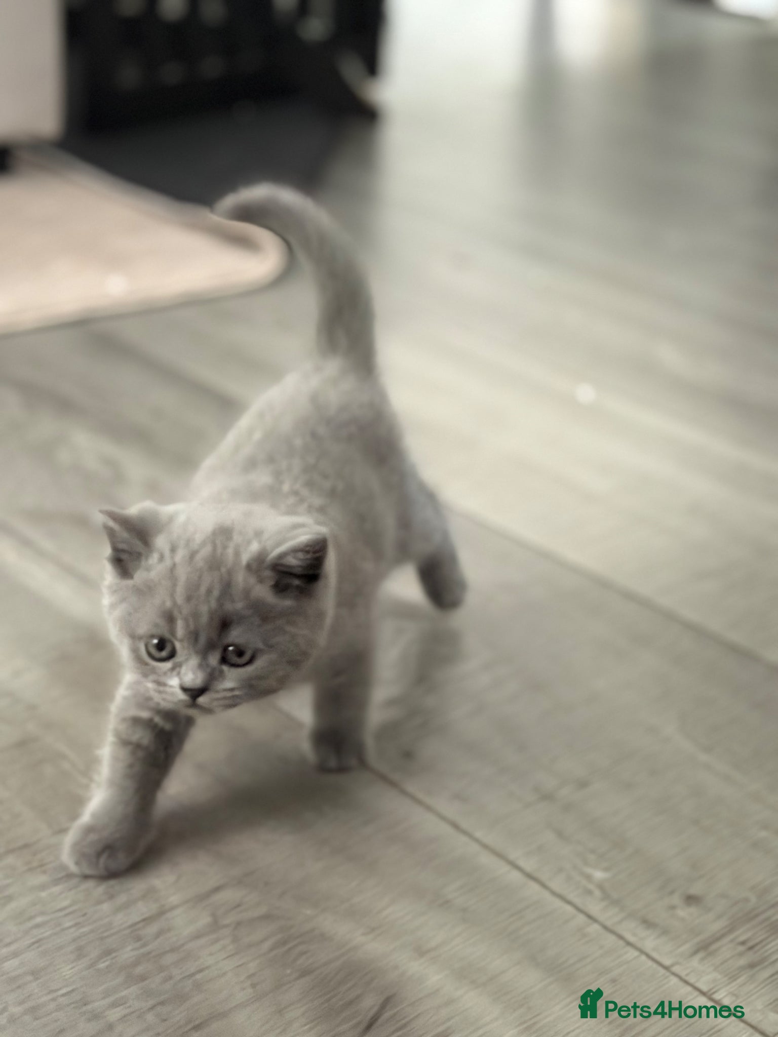 Scottish Fold cats for sale: Beautiful Scottish Fold Kittens Ready From 10/06 in Leatherhead - Advert 14
