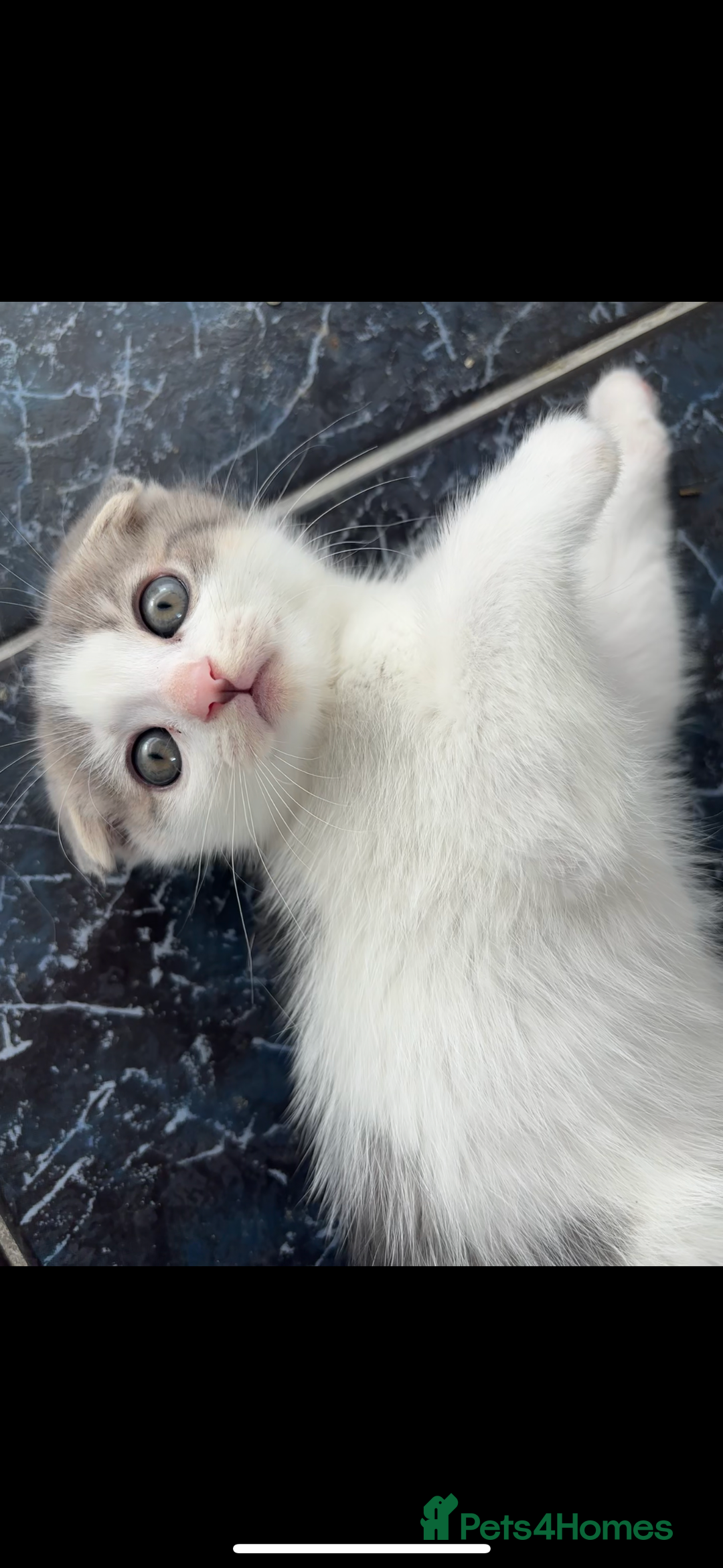 Scottish Fold cats for sale: 5 fluffy Scottish fold kittens  - Image 8
