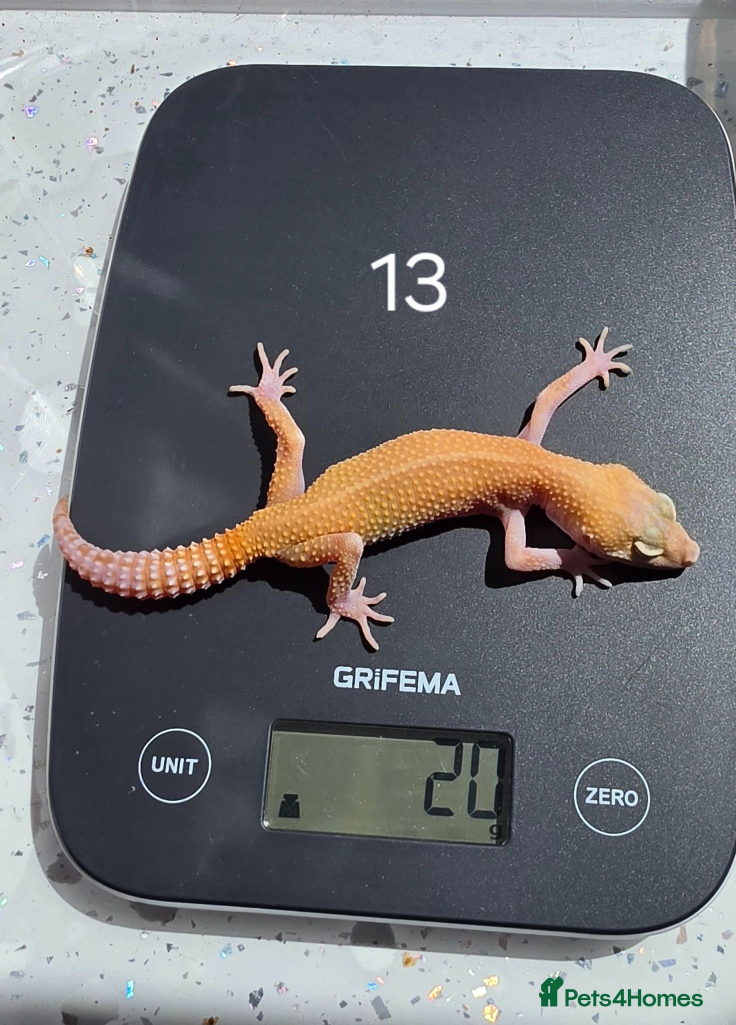 Leopard Gecko reptiles Various leopard geckos CB25 handleable.  - Advert 2