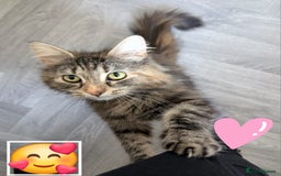 British Longhair cats for sale: Female BLH 2 years old  - Image 2
