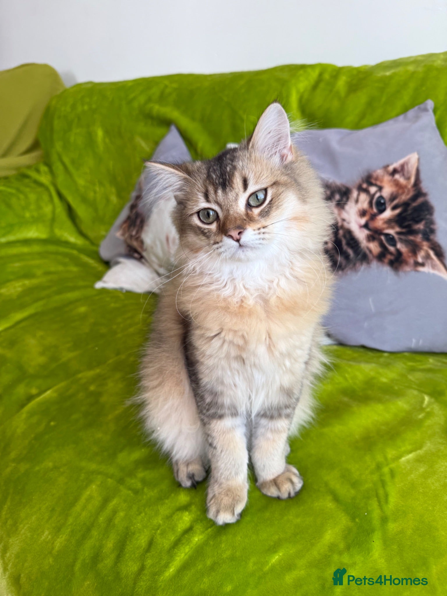 British Longhair cats British Longhair Kittens only 2 left - Advert 20