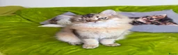 British Longhair cats for sale: British Longhair Kittens only 2 left - Advert 1