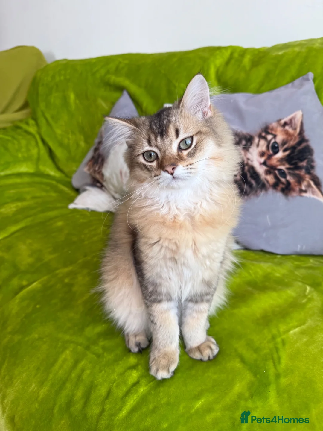 British Longhair cats for sale: British Longhair Kittens only 2 left - Advert 1
