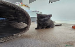 Ragdoll cats for sale: 2 grey boys half ragdoll  - Image 3