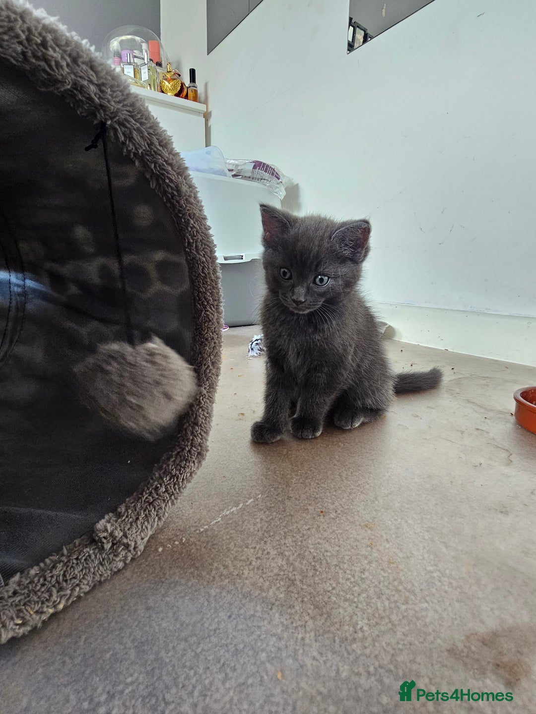 Ragdoll cats for sale: 2 grey boys half ragdoll  - Image 3