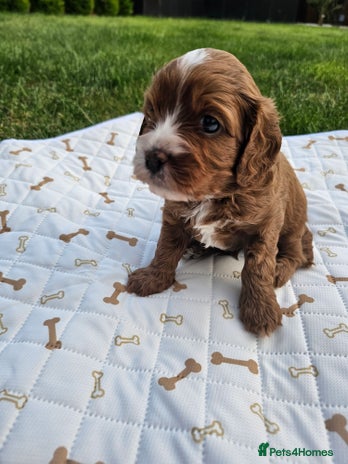 Cavapoo dogs in Spalding - Advert 9