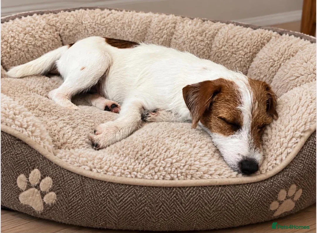 Parson Russell dogs for sale: BEAUTIFUL PARSON TERRIERS 2 FEMALES AVAILABLE - Advert 2