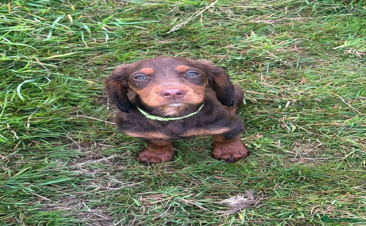 Cocker Spaniel dogs - Advert 8