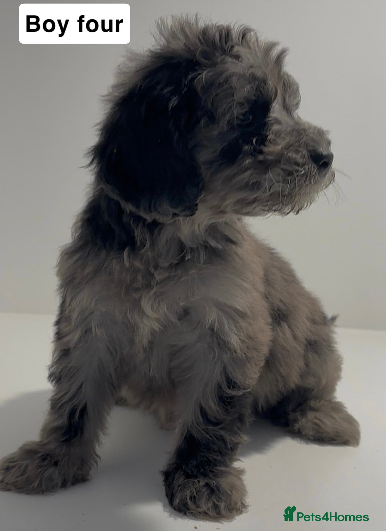 Cockapoo dogs Cockapoo puppies  - Advert 7