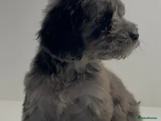 Cockapoo dogs Cockapoo puppies - Advert 8