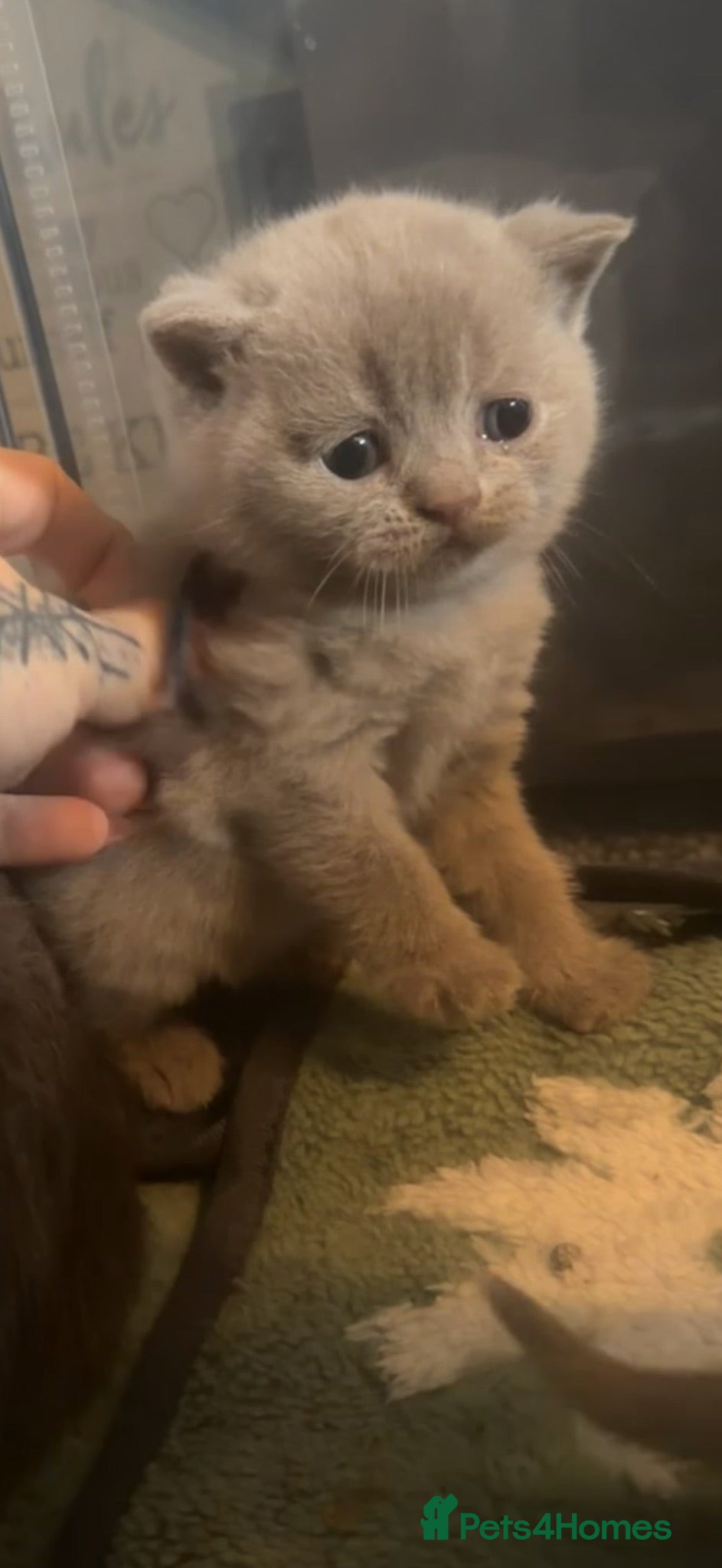 British Shorthair cats 🐾 6 beautiful British shorthairs 🐾 - Advert 5