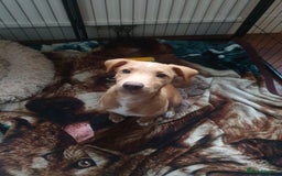 Patterjack dogs for sale: Buddy(Turtle) Patterjack puppy - Image 2