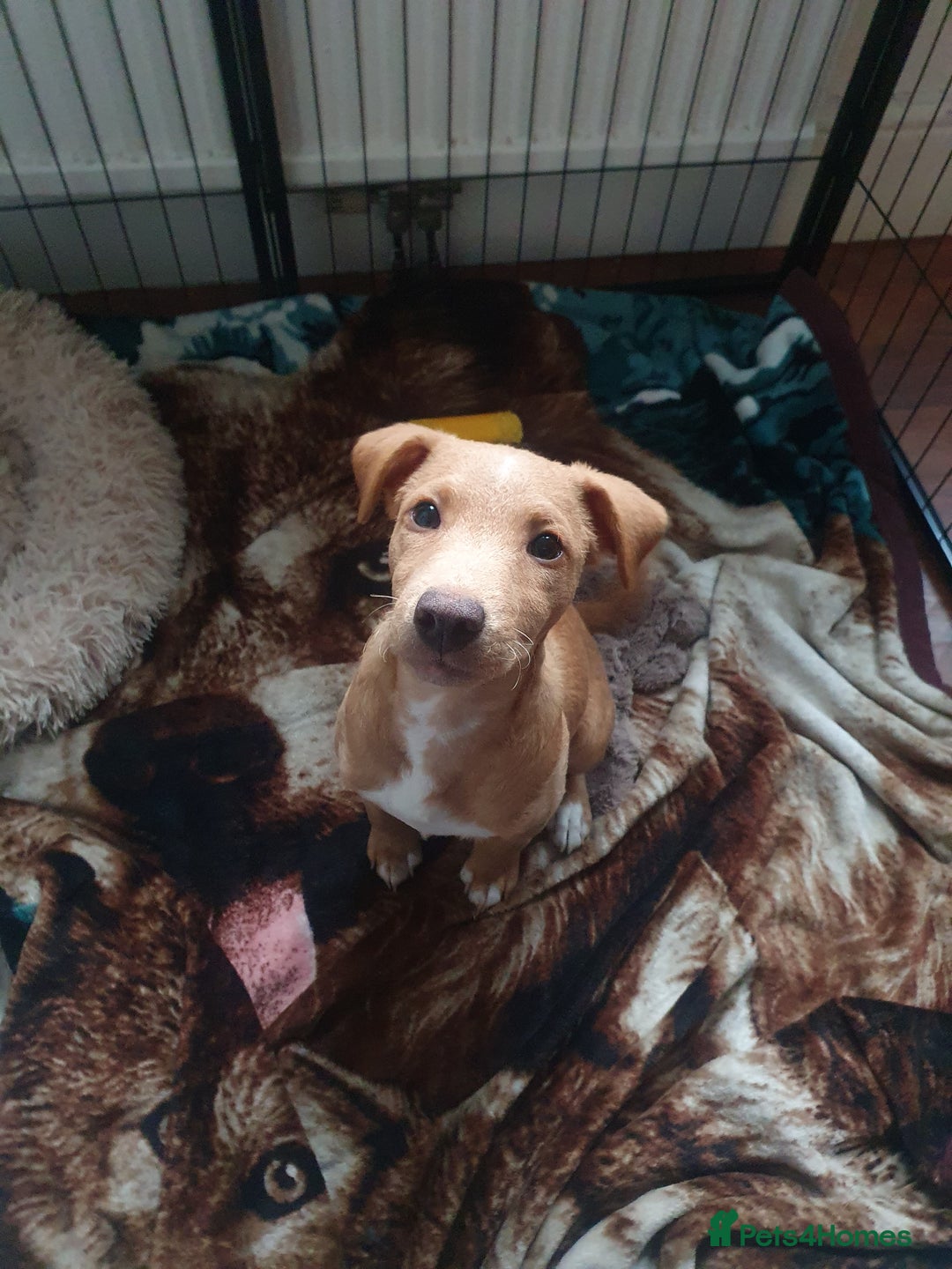 Patterjack dogs for sale: Buddy(Turtle) Patterjack puppy - Image 2