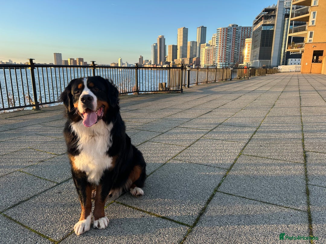 Bernese Mountain Dog dogs for sale: 2 Yr old Bernese - Advert 3