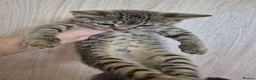 Turkish Angora cats for sale: Ginger and tabby kittens  - Advert 3